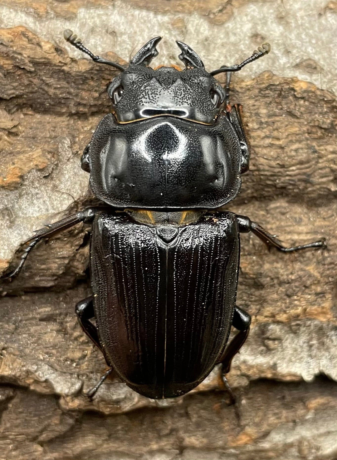 《ホペイオオクワガタ SL血統 73mm ペア》