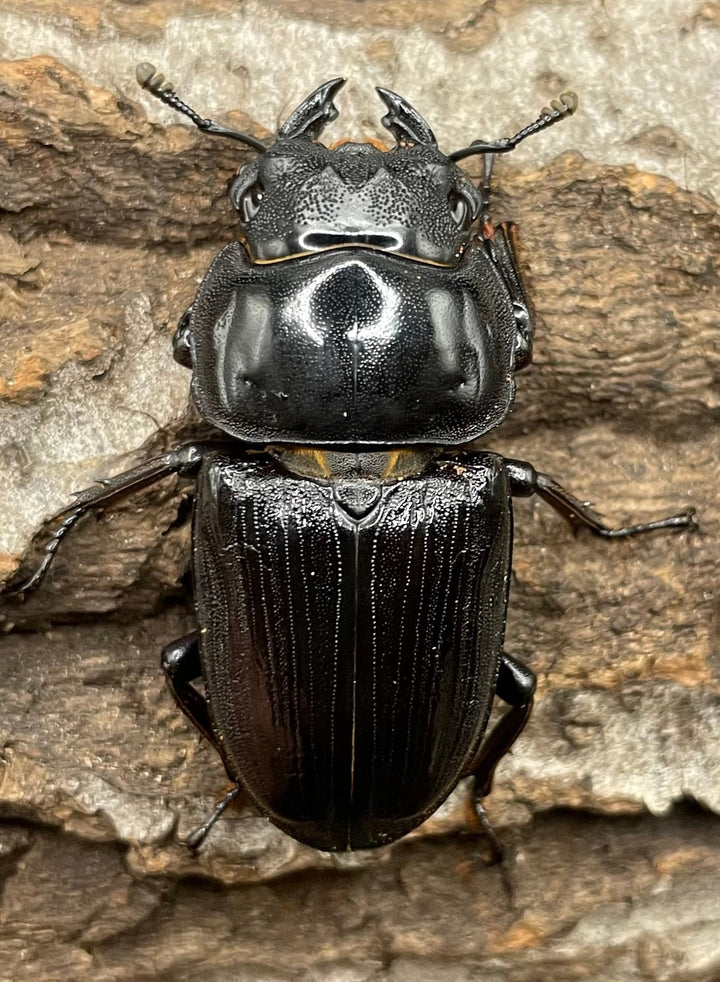 《ホペイオオクワガタ SL血統 73mm ペア》