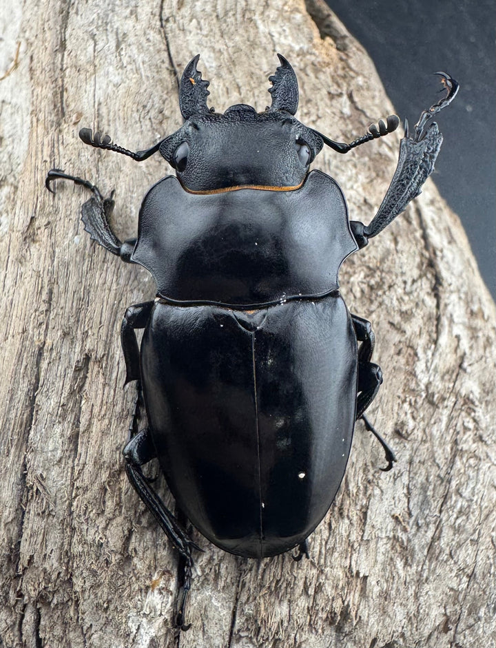 【WD】《ミンダナオアルケスツヤクワガタ 76.5mm ペア》