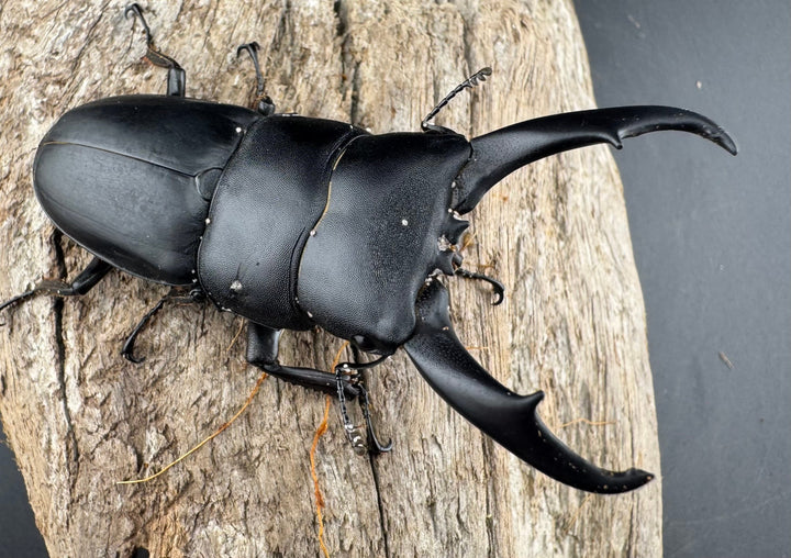 【WD】《ウンナンヒラタ(内歯消滅タイプ) 貴州省産 69mm ペア》