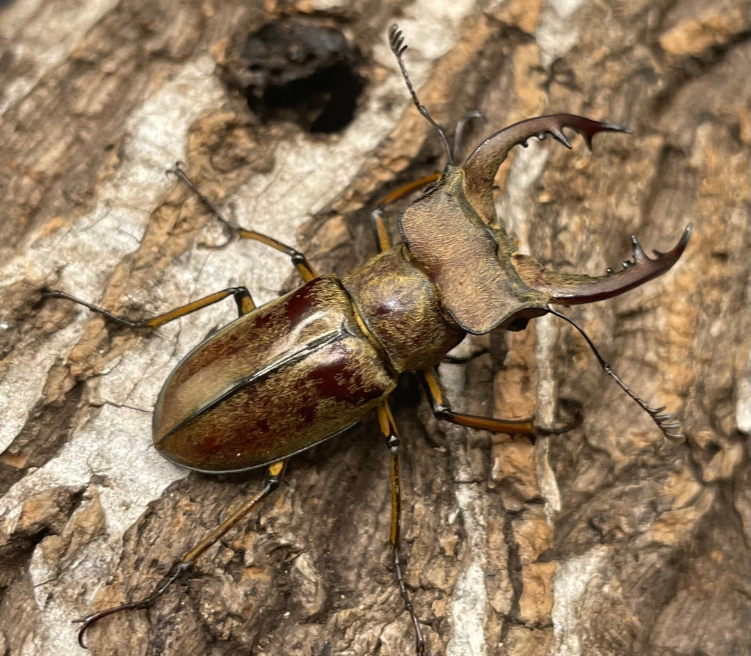 【WD】《デランミヤマクワガタ原名亜種 43mm ペア》