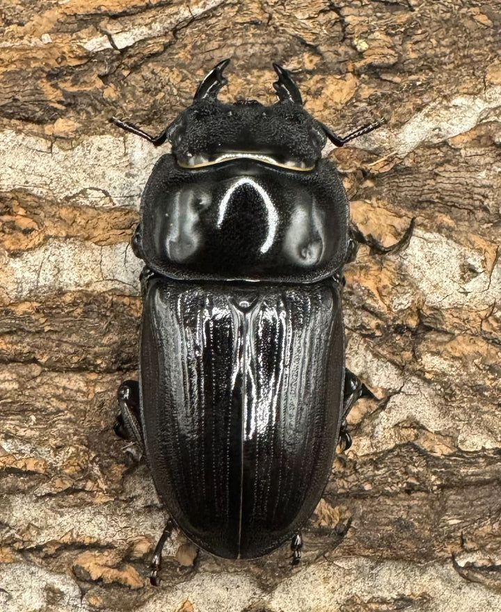 《ホペイオオクワ JS 72mm A'品ペア》