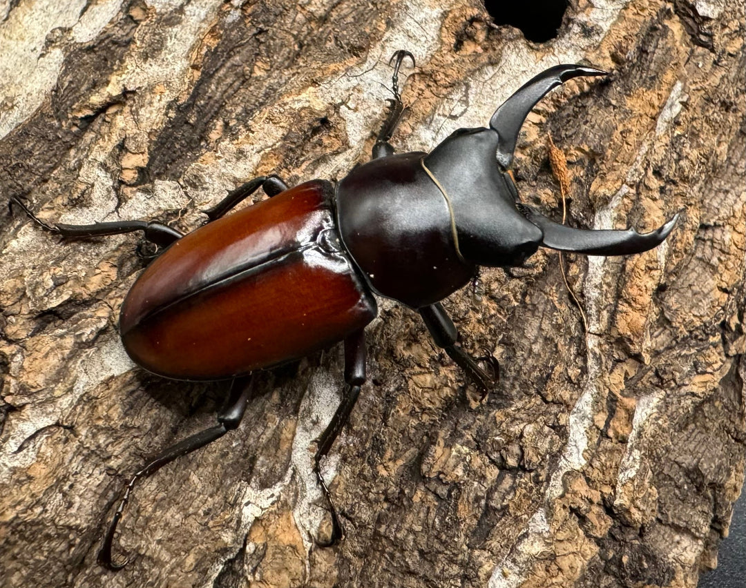 【WD】《マクレイコクワ 44.5mm ペア》