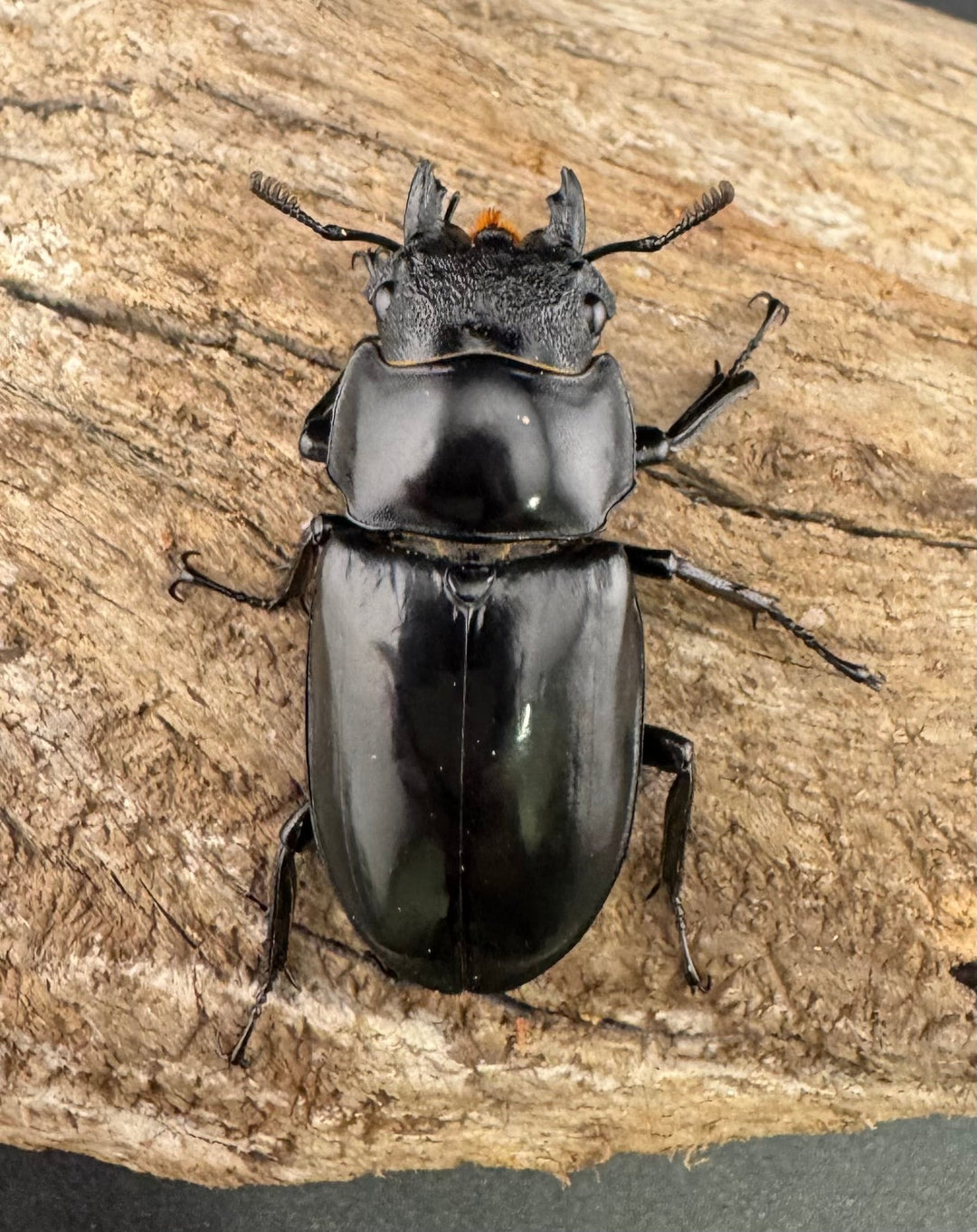 【WF1】《セアカフタマタ（パリーフタマタ） 71mm ♂♀♀トリオ》