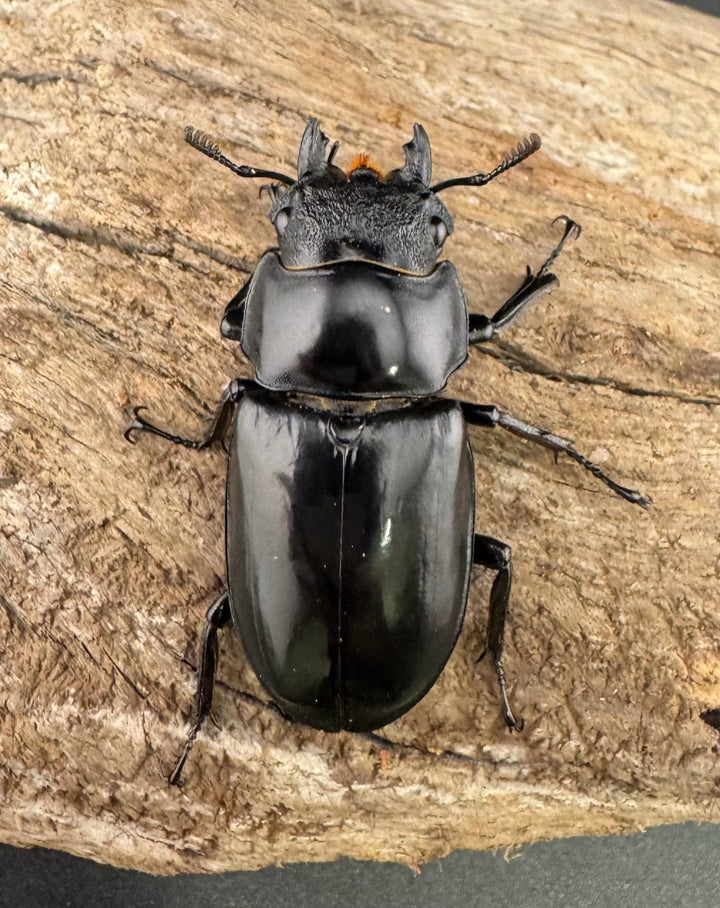 【WF1】《セアカフタマタ（パリーフタマタ） 71mm ♂♀♀トリオ》