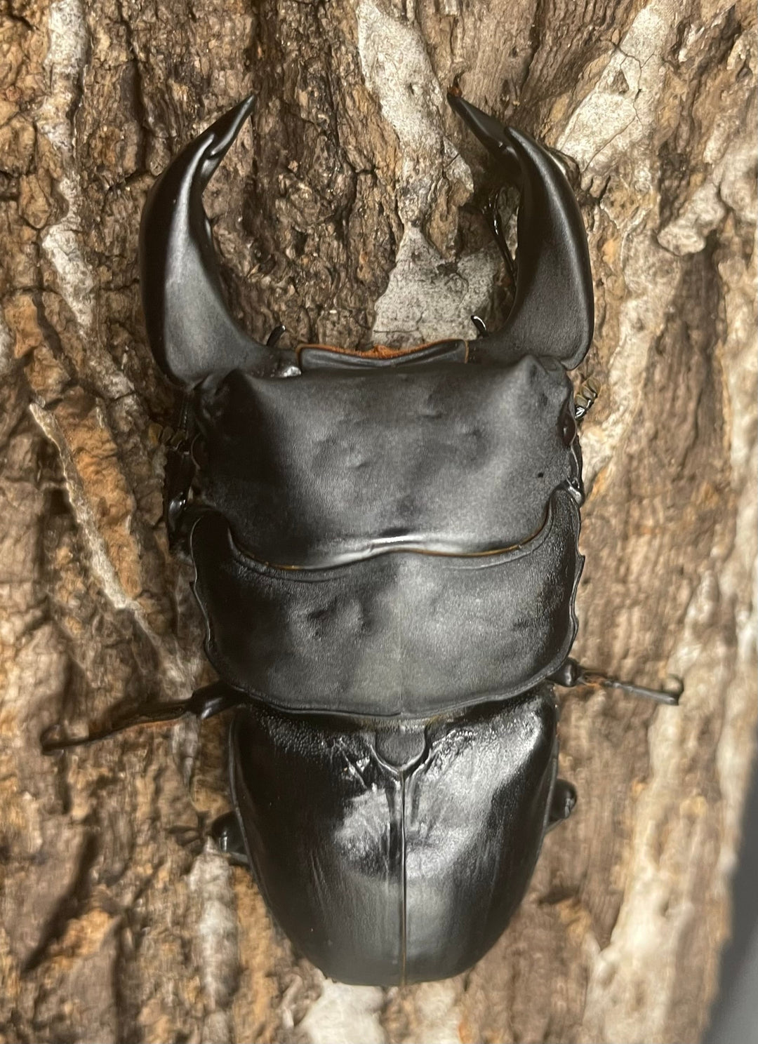 《ホペイオオクワガタ OMG血統 74mm ペア》