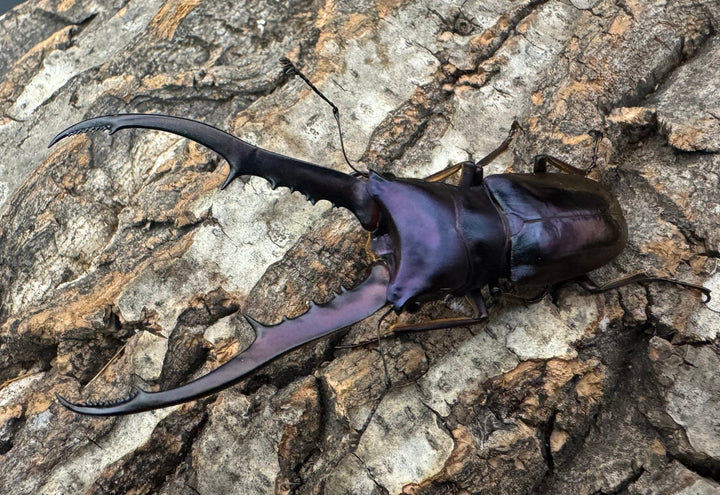 【美麗】《メタリフェルホソアカ 76mm ペア》わたくわ氏ブリード個体