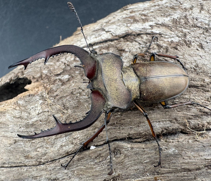 【WD】《フォルモサスミヤマクワガタ 50mm ペア》