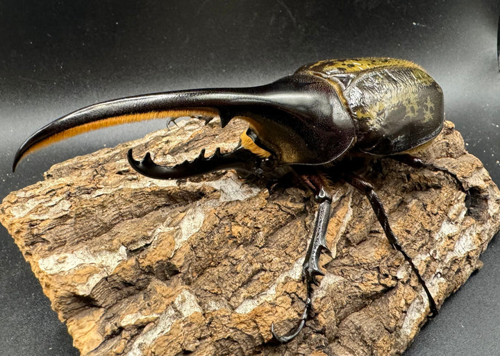 《ヘラクレス・ヘラクレス 125mm ペア》