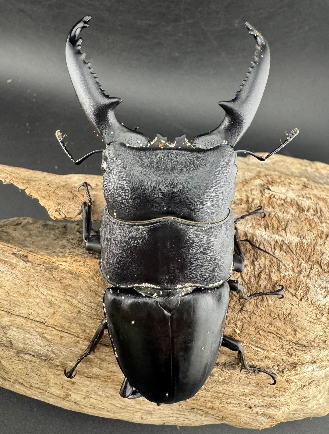 【WD】《パラワンオオヒラタ ガントン産 100.5mm ペア》