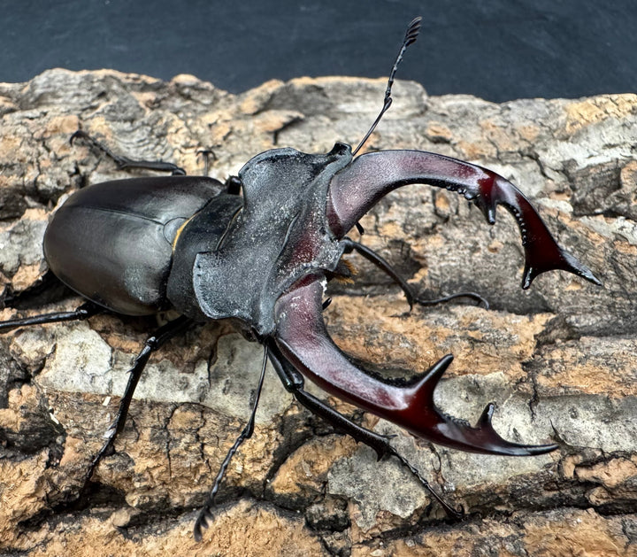 《ヨーロッパミヤマ（ケルブスミヤマ） 73mm ペア》