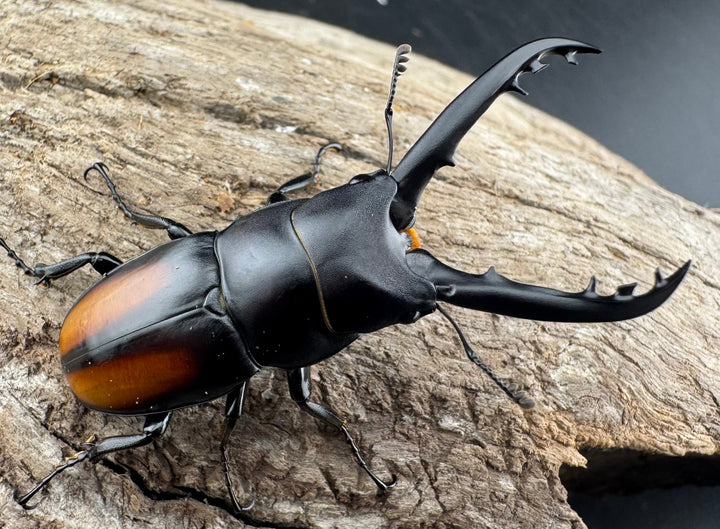 【WD】《スピネウスノコギリクワガタ 中国産 47.5mm ペア》