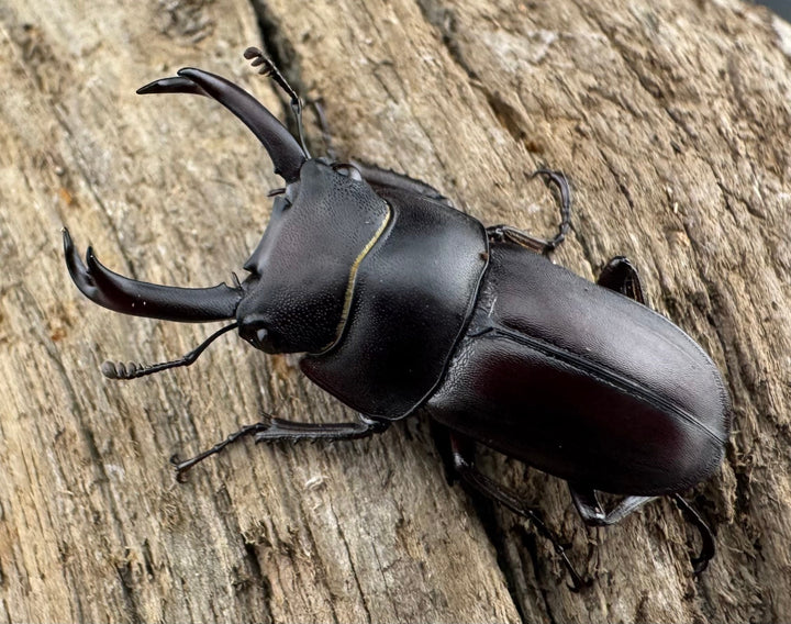 【WD】《セグーコクワガタ 27mm ペア》