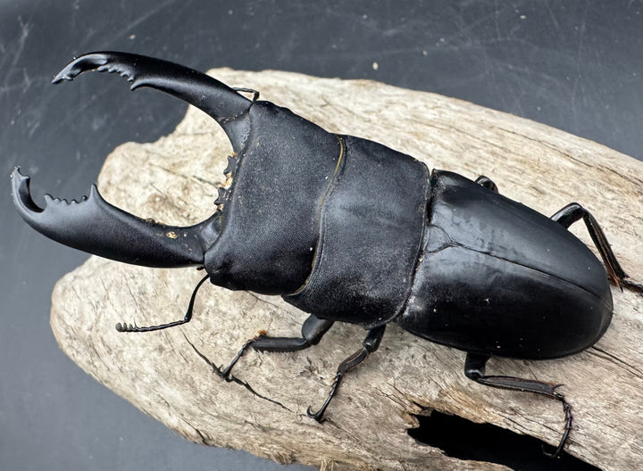 【WD】《西ペレンヒラタ（スラウェシオオヒラタ） 92.5mm ペア》