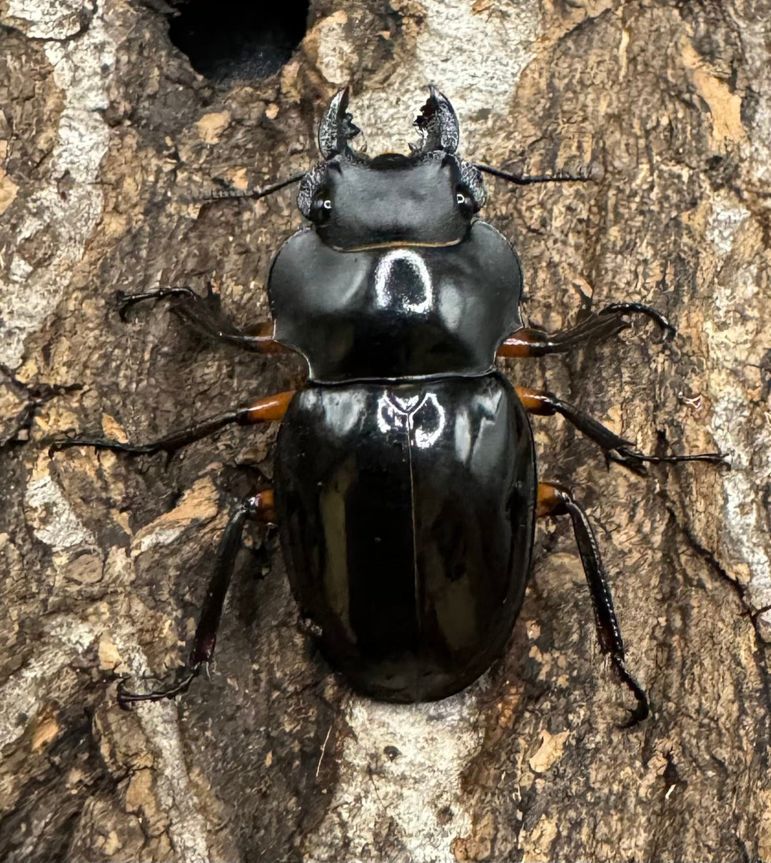 【WD】《インペリアリスツヤ亜種komorii 67mm ペア》