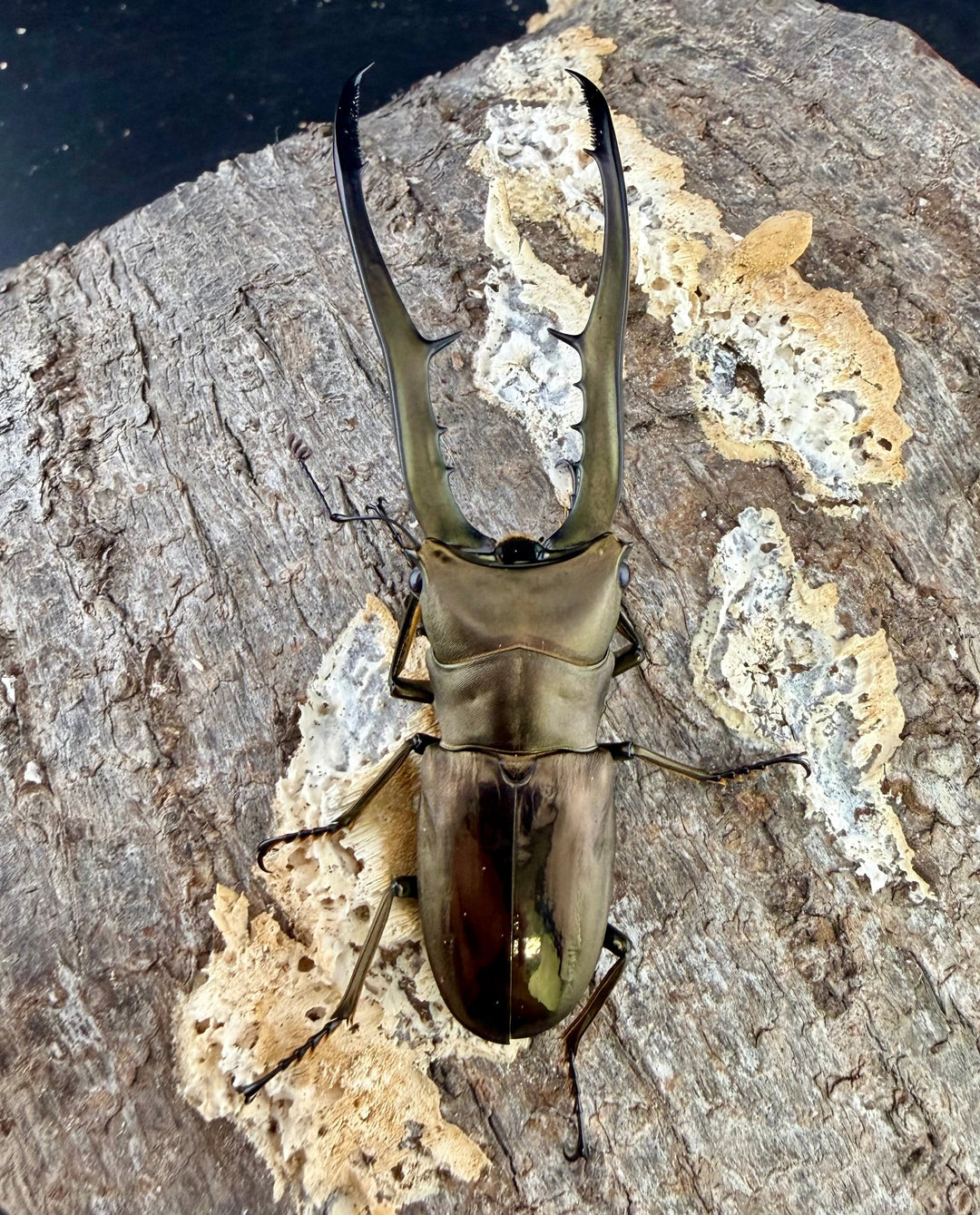 《メタリフェルホソアカ亜種イソガイ 77.5mm ペア》