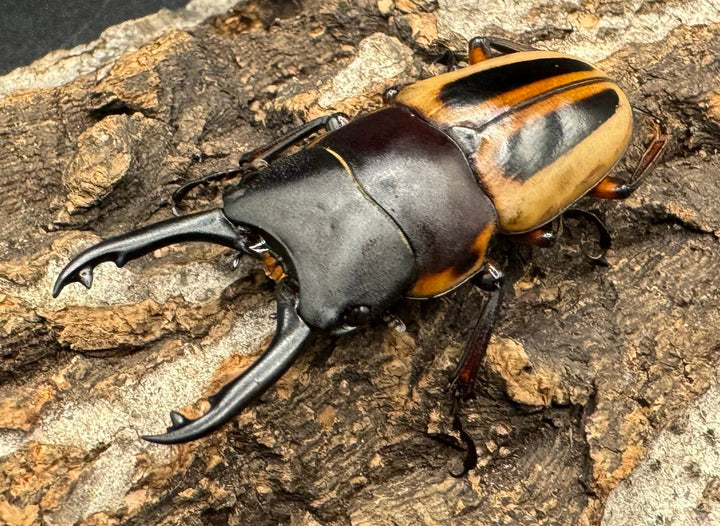 《ラテラリスノコギリ亜種マイリーン 50mm ♂単》