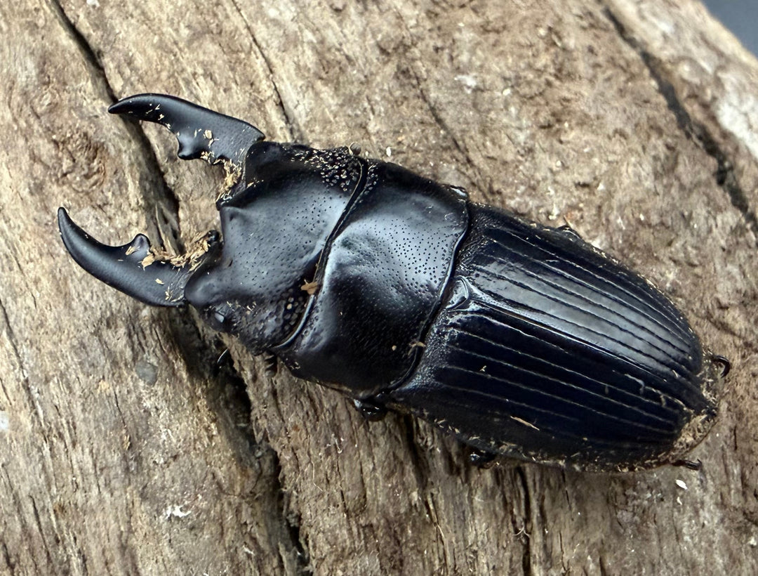 【WD】《アクミナートゥスネブト 33mm ペア》