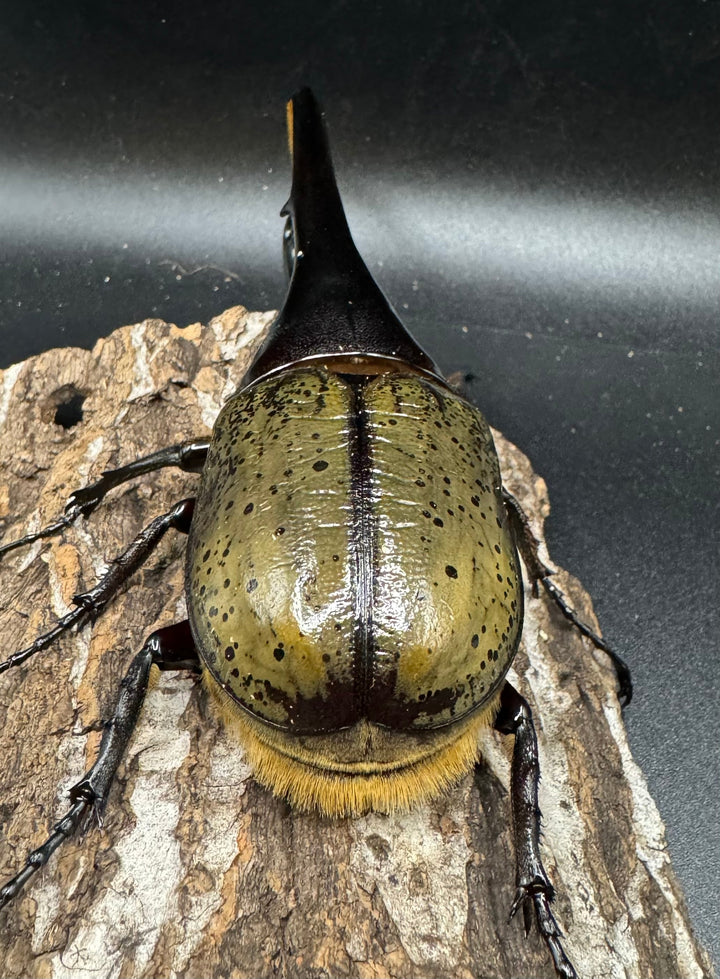 《ヘラクレス・ヘラクレス 153mm ペア》