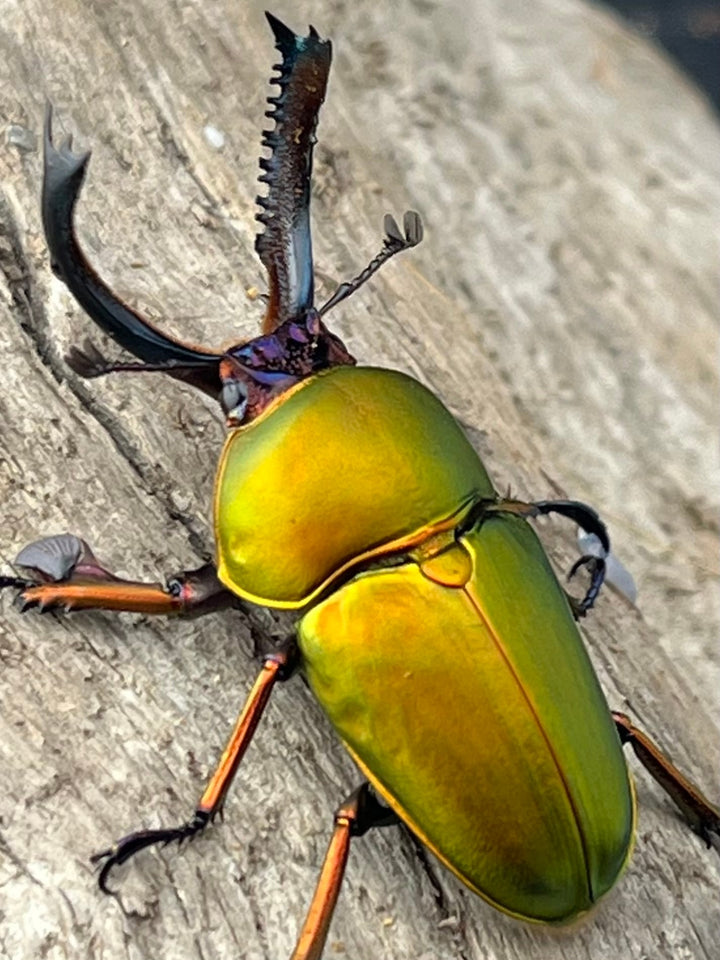 【WD】《パプアキンイロクワガタ アルファック産 38mm ペア》