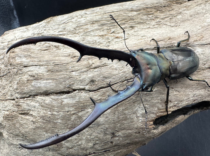 【WD】《メタリフェルホソアカ亜種finae 85.5mm A’品ペア》