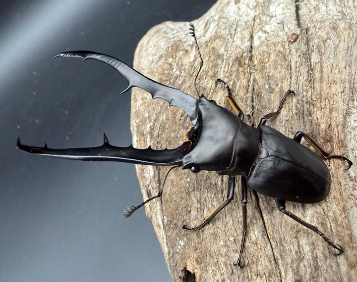 《メタリフェルホソアカ亜種フィナエ ブラック系 80.5mm ペア》