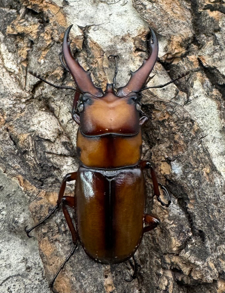 《トカラノコギリクワガタ ホワイトアイ 44mm ♂♀♀♀セット》