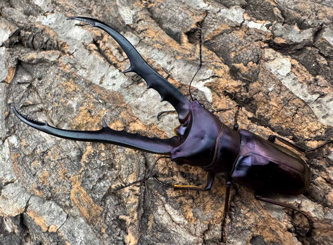 【美麗】《メタリフェルホソアカ 84mm ペア》わたくわ氏ブリード個体