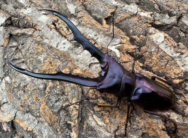 【美麗】《メタリフェルホソアカ 84mm ペア》わたくわ氏ブリード個体