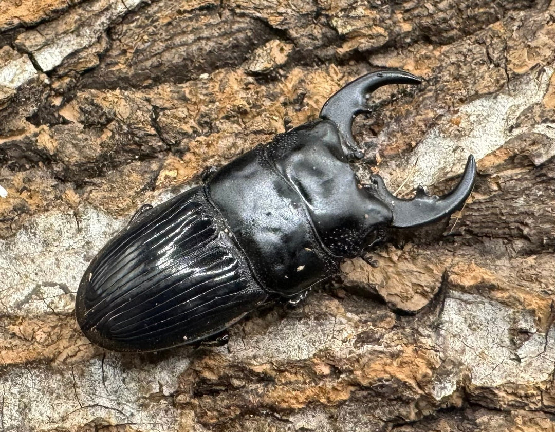 【WD】《フィリピンネブト亜種バンガイエンシス Free ペア》