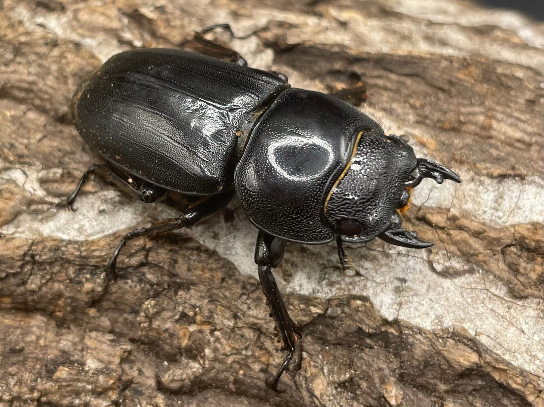 【WD】大型《ミンダナオヒラタ 90mm ペア》