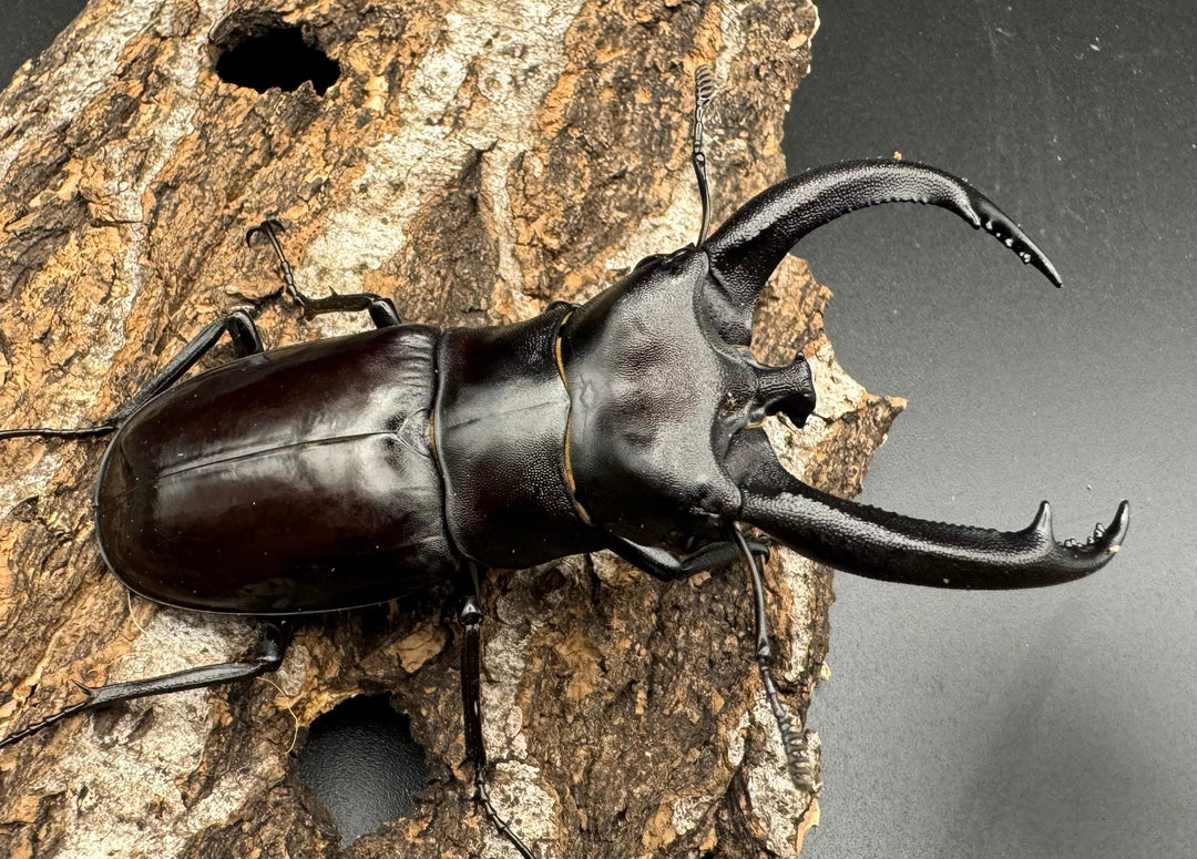 【WD】《リノケロスフタマタクワガタ 87mm ペア》