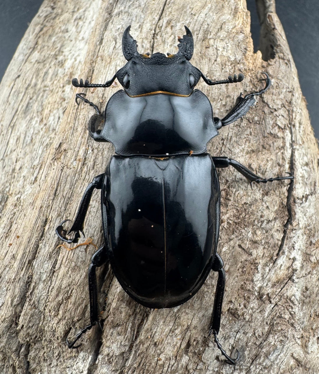 【WD】《インターメディアツヤクワガタ ネグロス島産 95.5mm ペア》