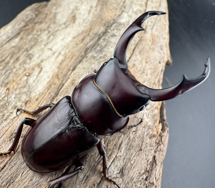 【WD】《ウォードコクワ チベット産 50mm ペア》