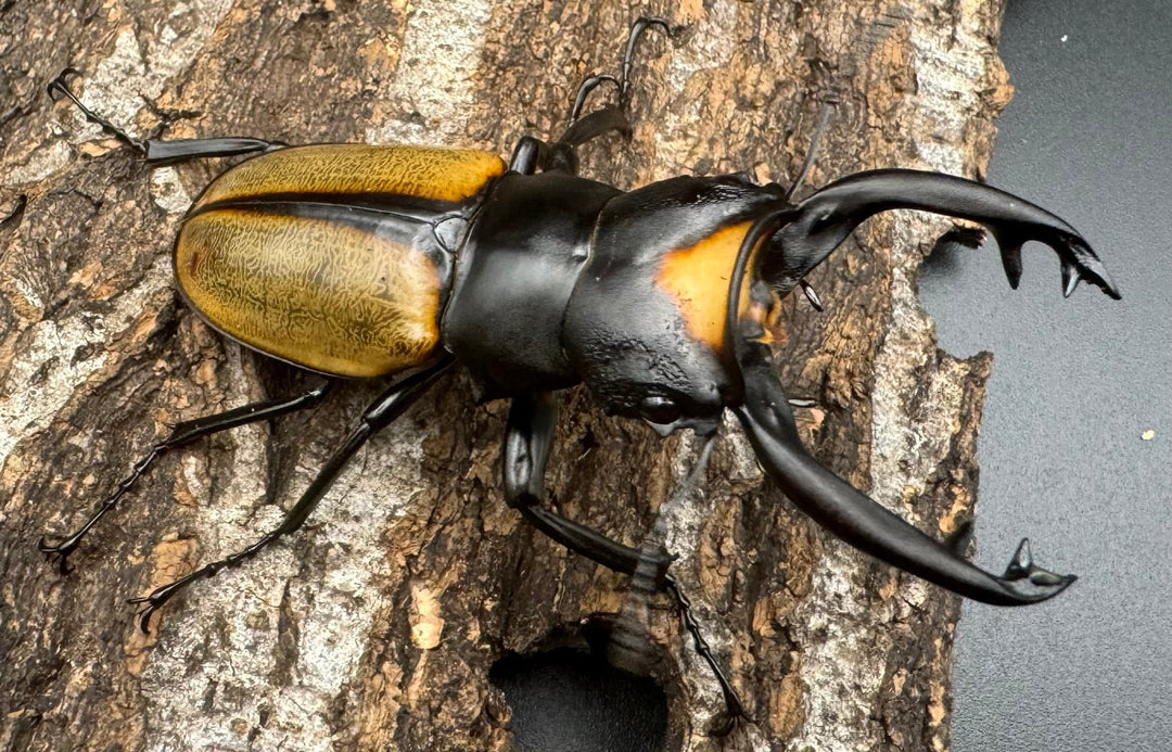 【WD】《ラコダールツヤクワガタ ブラスタギ産 76mm ペア》