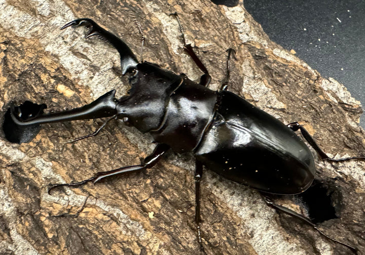 【WD】《ギラファノコギリ亜種ニシヤマイ 81mm ペア》