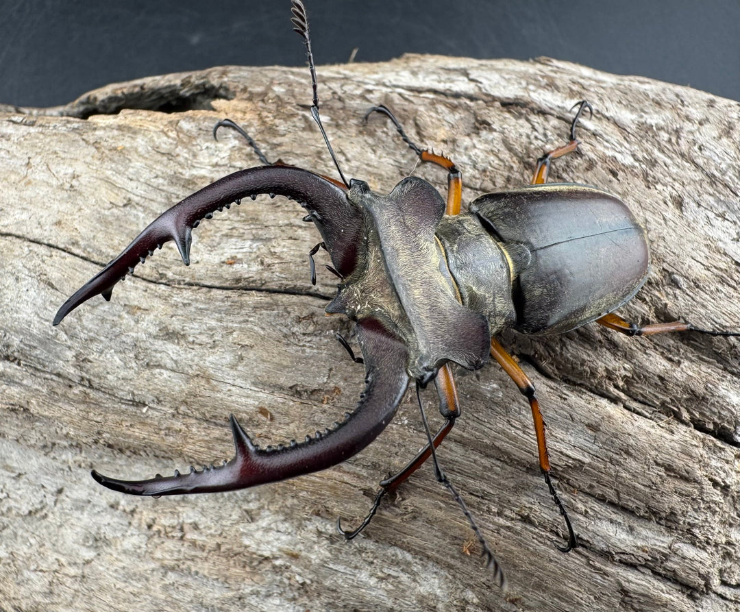 【WD】《クラーツミヤマ ベトナム亜種 63mm ペア》