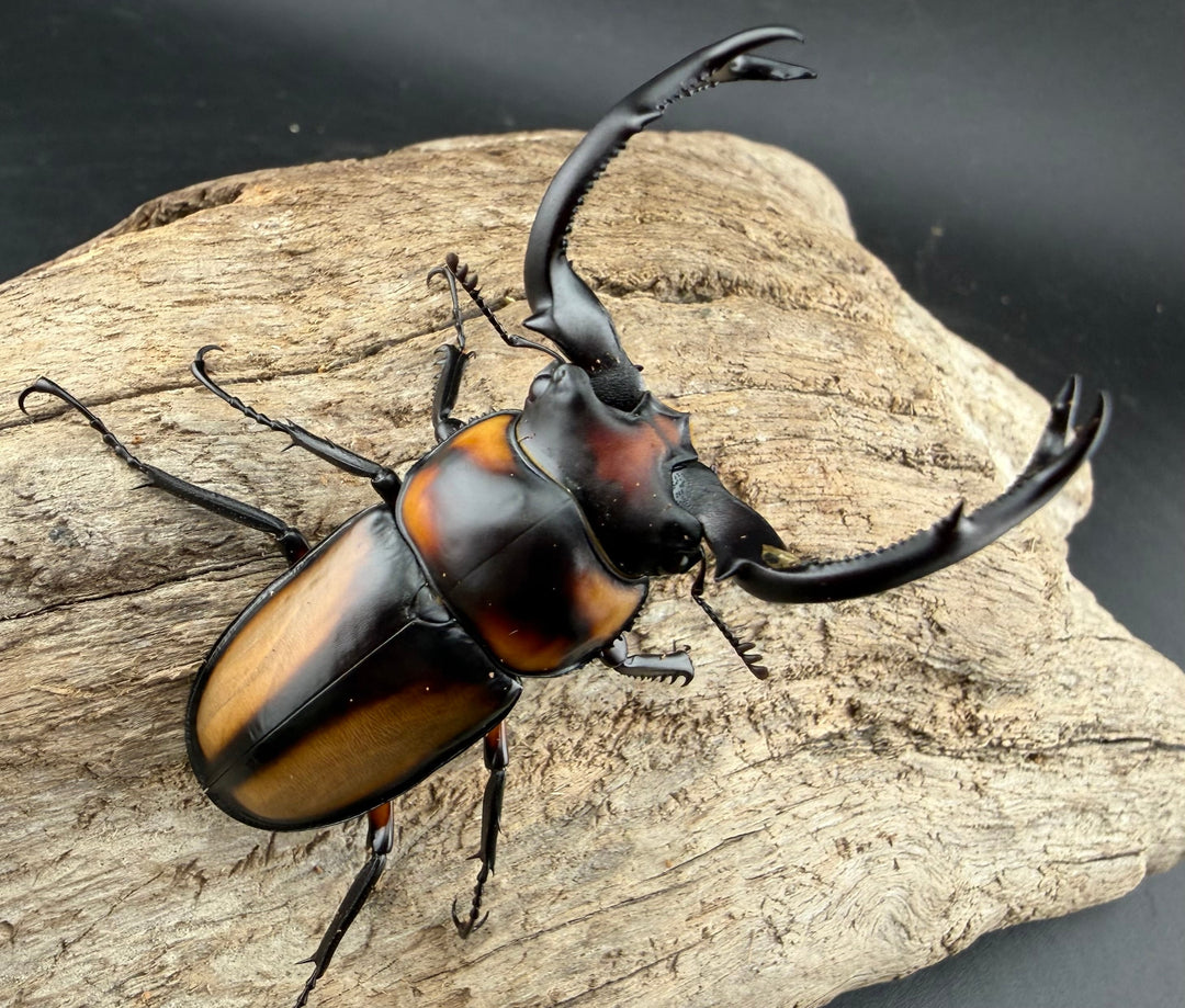 《スペキオススシカクワガタ 59.5mm ペア》