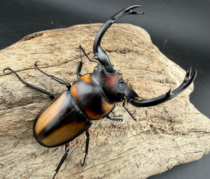 《スペキオススシカクワガタ 59.5mm ペア》