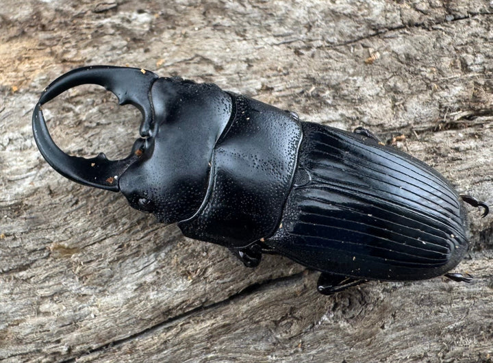 【WD】レア種《ミンダナオネブト 31.5mm ペア》