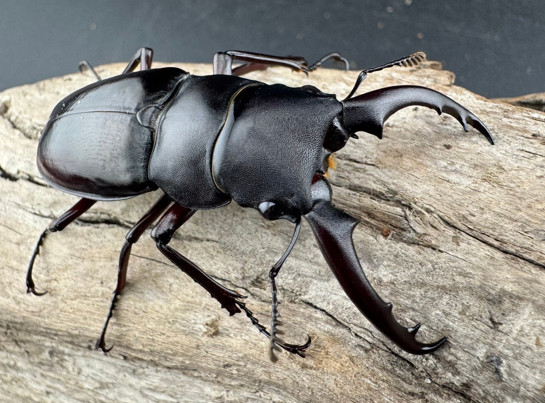 《ボーリンフタマタ亜種バミノルム 55mm ♂♀♀トリオ》