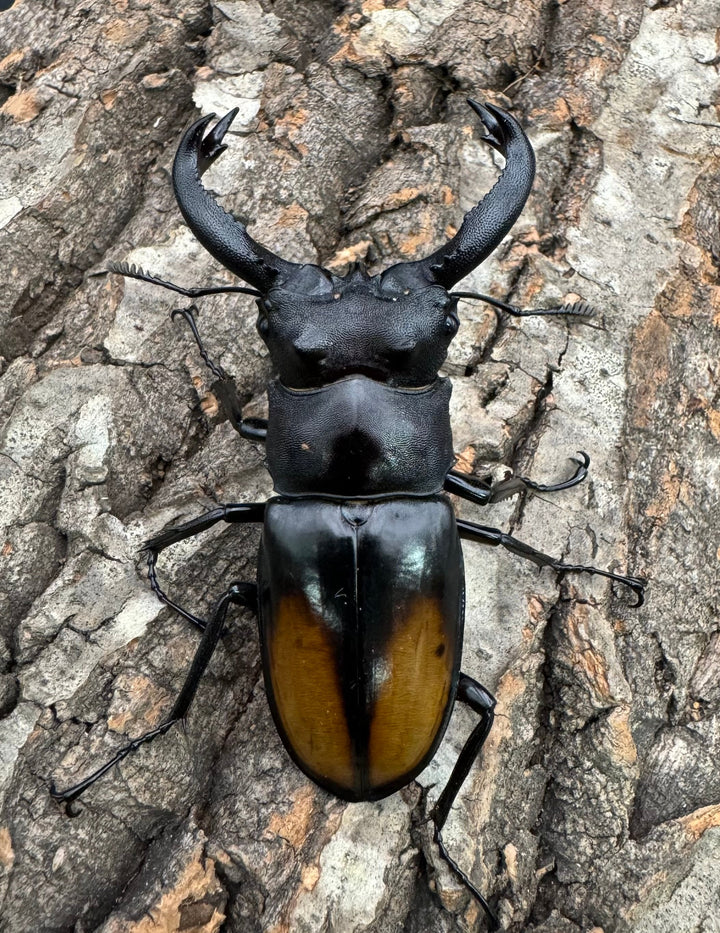 【WD】《セアカフタマタ（パリーフタマタ） 70mm ペア》