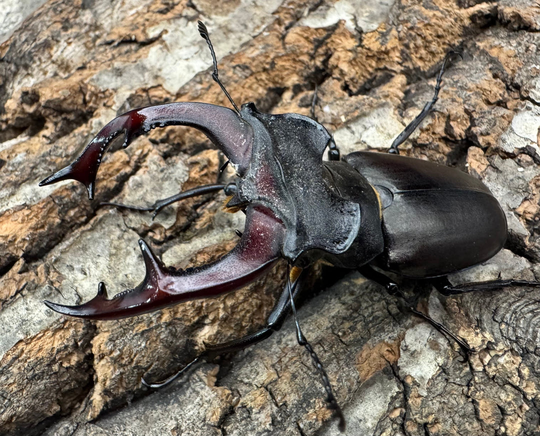 《ヨーロッパミヤマ（ケルブスミヤマ） 73mm ペア》