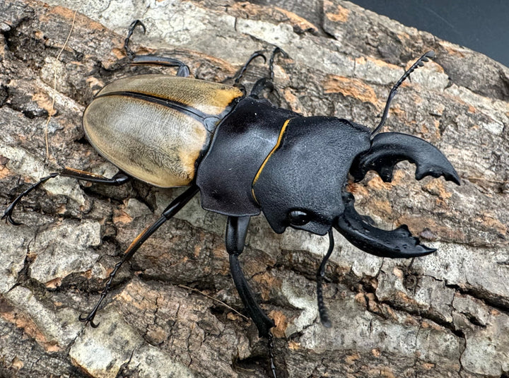 【WD】《カステルナウディツヤクワガタ 75ｍｍ ペア》