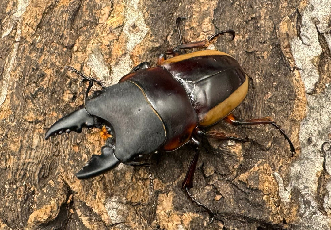 【WD】《ラテラリスノコギリ亜種アダチ 44.5mm ペア》