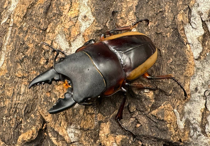 【WD】《ラテラリスノコギリ亜種アダチ 44.5mm ペア》