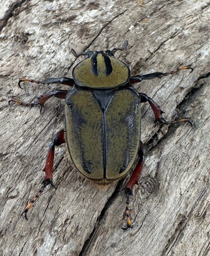 【WD】《ワリックツノハナムグリ亜種bowringi Free ペア》①