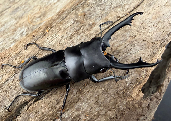 【WD】《ブッダノコギリ原名亜種 40mm ペア》