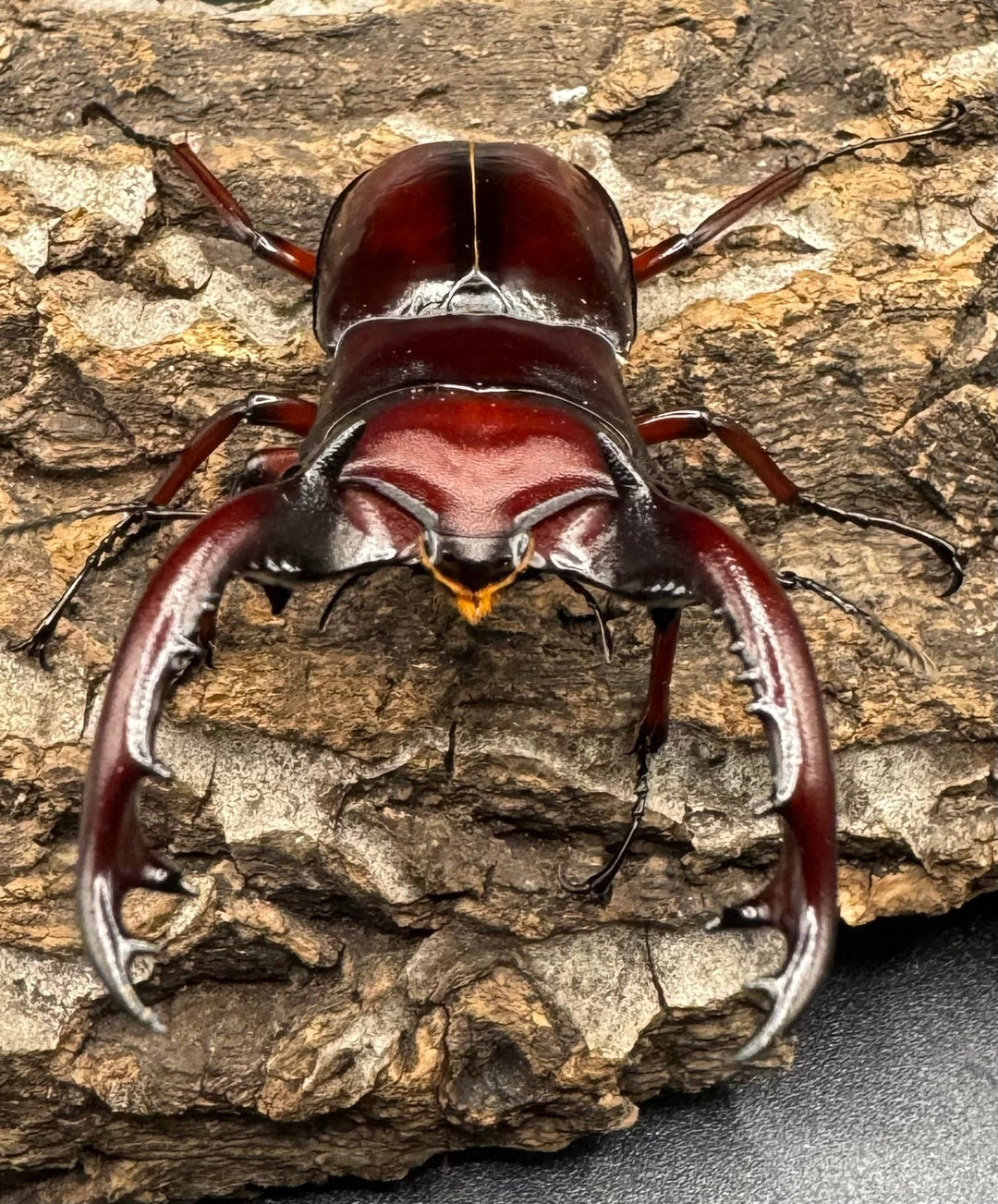 《フォルスターフタマタ亜種ニシ 紅系累代 72mm ペア》inohiro109氏ブリード個体