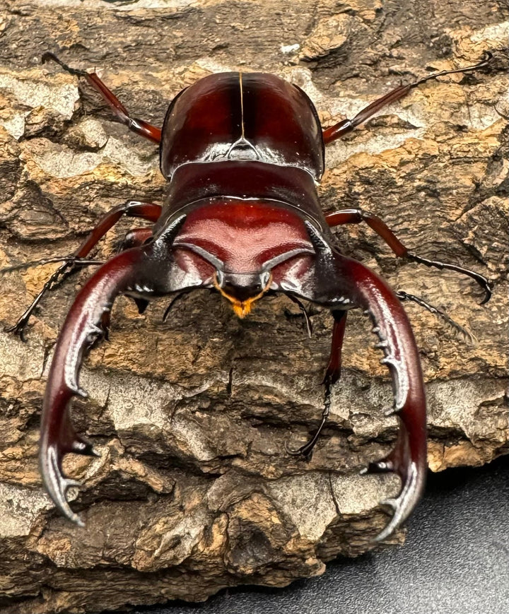 《フォルスターフタマタ亜種ニシ 紅系累代 72mm ペア》inohiro109氏ブリード個体